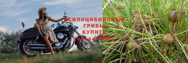 ПСИЛОЦИБИНОВЫЕ ГРИБЫ Арсеньев